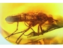 Rare Stiletto Fly Therevidae. Fossil inclusion in Baltic amber #14054