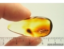 Rare Stiletto Fly Therevidae. Fossil inclusion in Baltic amber #14054
