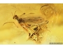 Action! True midge Chironomidae with Parasitic Worm Nematoda. Fossil inclusion in Baltic amber #14055