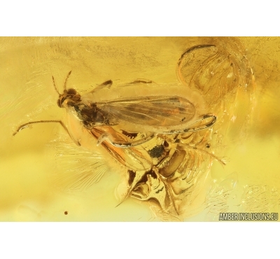 Action! True midge Chironomidae with Parasitic Worm Nematoda. Fossil inclusion in Baltic amber #14055