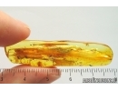 Action! True midge Chironomidae with Parasitic Worm Nematoda. Fossil inclusion in Baltic amber #14055