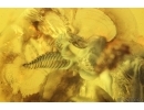 Rare Awl-Fly Xylophagidae Rachicerinae. Fossil insect in Baltic amber #14056