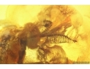 Rare Awl-Fly Xylophagidae Rachicerinae. Fossil insect in Baltic amber #14056