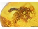 Rare Awl-Fly Xylophagidae Rachicerinae. Fossil insect in Baltic amber #14056