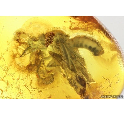 Rare Awl-Fly Xylophagidae Rachicerinae. Fossil insect in Baltic amber #14056