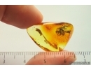 Rare Awl-Fly Xylophagidae Rachicerinae. Fossil insect in Baltic amber #14056