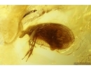 Very nice Lacewing, Hemerobiidae, Prolachlanius. Fossil insect in Baltic amber #14057