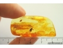 Very nice Lacewing, Hemerobiidae, Prolachlanius. Fossil insect in Baltic amber #14057