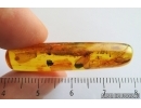 Rare Lacewing, Neuroptera, Hemerobiidae, Prolachlanius resinatus. Fossil insect in Baltic amber #14058