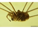 Harvestman Opiliones, Beetle, Wasp and More. Fossil inclusions in Ukrainian Rovno amber #14059R
