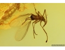 Harvestman Opiliones, Beetle, Wasp and More. Fossil inclusions in Ukrainian Rovno amber #14059R