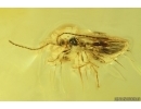 Harvestman Opiliones, Beetle, Wasp and More. Fossil inclusions in Ukrainian Rovno amber #14059R