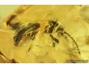 Harvestman Opiliones, Beetle, Wasp and More. Fossil inclusions in Ukrainian Rovno amber #14059R