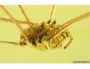 Harvestman Opiliones, Beetle, Wasp and More. Fossil inclusions in Ukrainian Rovno amber #14059R