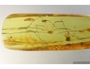 Harvestman Opiliones, Beetle, Wasp and More. Fossil inclusions in Ukrainian Rovno amber #14059R