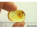 Harvestman, Opiliones. Fossil inclusion in Ukrainian Rovno amber stone #14060R
