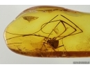 Harvestman Opiliones with Mite Acari. Fossil inclusions in Baltic amber #14061