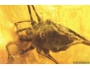 Harvestman Opiliones. Fossil inclusion in Baltic amber #14062