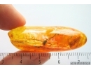 Harvestman Opiliones. Fossil inclusion in Baltic amber #14062