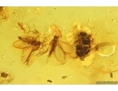 Harvestman Opiliones, Caddisflies, Beetle and More. Fossil inclusions Baltic amber #14063