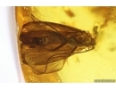 Harvestman Opiliones, Caddisflies, Beetle and More. Fossil inclusions Baltic amber #14063