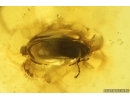 Harvestman Opiliones, Caddisflies, Beetle and More. Fossil inclusions Baltic amber #14063