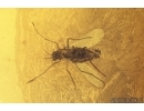 Harvestman Opiliones, Caddisflies, Beetle and More. Fossil inclusions Baltic amber #14063