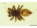 Jumping Spider Salticidae. Fossil inclusion Ukrainian Rovno amber #14067R