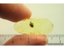 Jumping Spider Salticidae. Fossil inclusion Ukrainian Rovno amber #14067R
