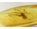 Nice Spider Araneae. Fossil inclusion Ukrainian Rovno amber stone #14072R