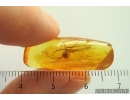 Nice Spider Araneae. Fossil inclusion Ukrainian Rovno amber stone #14072R
