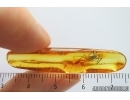 Spider Araneae. Fossil inclusion Ukrainian Rovno amber stone 14073R