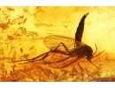 Nice Spider and Fungus gnat. Fossil inclusions in Baltic amber #14074