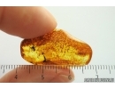 Nice Spider and Fungus gnat. Fossil inclusions in Baltic amber #14074