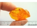 Rare Spider Anapidae Balticorma. Fossil inclusion in Baltic amber #14075