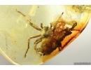 Rare Spider Araneae and Many Mites Acari. Fossil inclusions Ukrainian Rovno amber stone 14076R