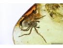 Rare Spider Araneae and Many Mites Acari. Fossil inclusions Ukrainian Rovno amber stone 14076R