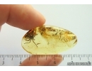 Rare Spider Araneae and Many Mites Acari. Fossil inclusions Ukrainian Rovno amber stone 14076R