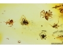 Many small Spiders Araneae. Fossil inclusions in Baltic amber #14079