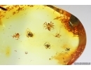 Many small Spiders Araneae. Fossil inclusions in Baltic amber #14079