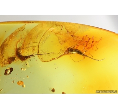 Two Big Bristletails Machilidae. Fossil inclusions Baltic amber #14080