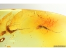 Two Big Bristletails Machilidae. Fossil inclusions Baltic amber #14080