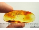 Two Big Bristletails Machilidae. Fossil inclusions Baltic amber #14080