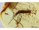 Bristletail Machilidae and Wasp Hymenoptera. Fossil inclusions Baltic amber #14081
