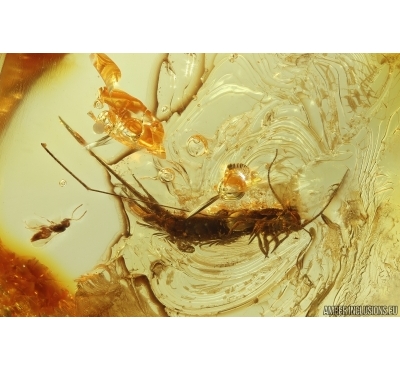 Bristletail Machilidae and Wasp Hymenoptera. Fossil inclusions Baltic amber #14081