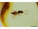 Bristletail Machilidae and Wasp Hymenoptera. Fossil inclusions Baltic amber #14081