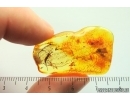 Bristletail Machilidae and Wasp Hymenoptera. Fossil inclusions Baltic amber #14081
