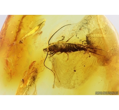Bristletail Machilidae, Spider and More. Fossil inclusions Baltic amber #14082