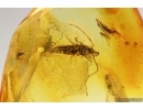 Bristletail Machilidae, Spider and More. Fossil inclusions Baltic amber #14082