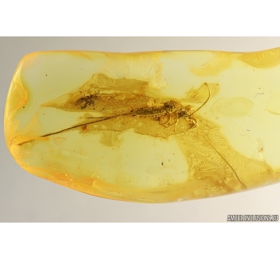 Big 25mm Bristletail Machilidae. Fossil inclusions Ukrainian Rovno amber #14083R